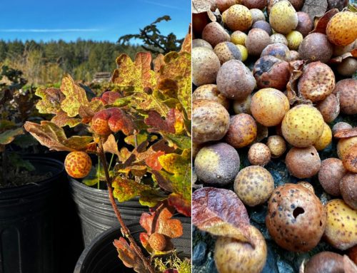 GARRY OAK GALLS INK RESEARCH-CREATION PROJECT